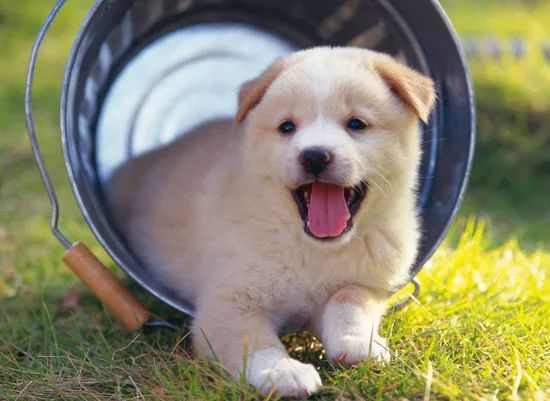 探索全新版狗狗玄機(jī)，揭秘?cái)?shù)字77777與88888的神秘面紗下的寵物世界，揭秘?cái)?shù)字密碼背后的寵物世界，狗狗玄機(jī)與神秘?cái)?shù)字77777、88888的探索