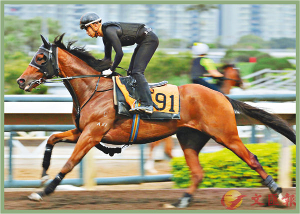 香港賽馬，探索數字背后的激情與榮耀，香港賽馬，數字背后的激情與榮耀之旅