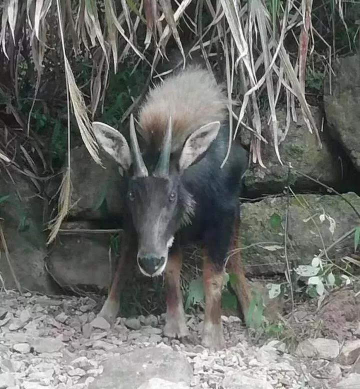 揭秘四不像一肖圖王中王身份之謎——探尋背后的神秘人物，揭秘四不像一肖圖王中王背后的神秘人物身份之謎