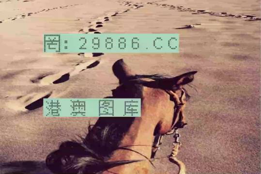 香港特馬資料王中王24期，深度解析與探索，香港特馬資料王中王深度解析與探索，第24期探索之旅