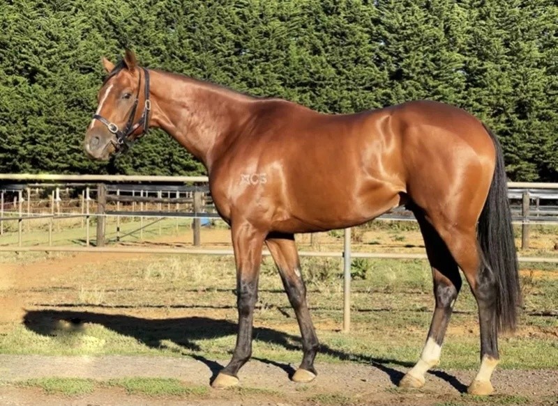 今晚澳門特馬開什么？今晚四不像的探討，今晚澳門特馬開彩結(jié)果及四不像探討