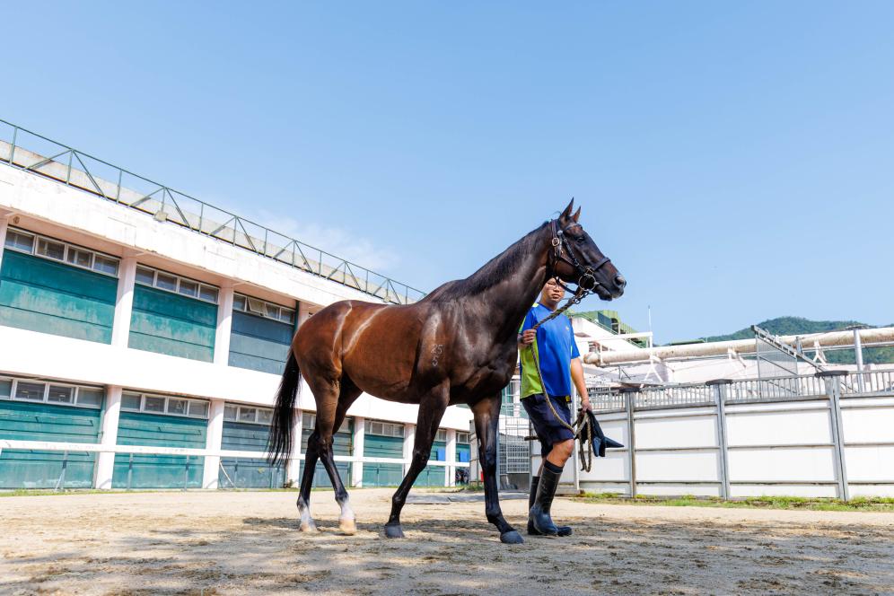 香港賽馬，77777與88888的激情碰撞，香港賽馬盛宴，激情碰撞的77777與88888對(duì)決