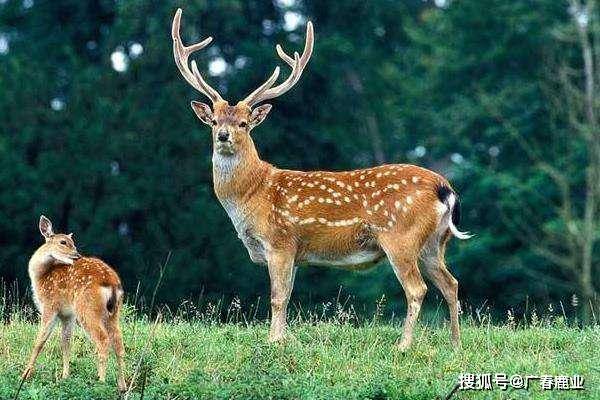 最新版本的6566cc澳彩資料大全介紹與特色功能解析，圖庫升級亮點(diǎn)一覽，最新6566cc澳彩資料大全介紹與特色功能解析，圖庫升級亮點(diǎn)全揭秘